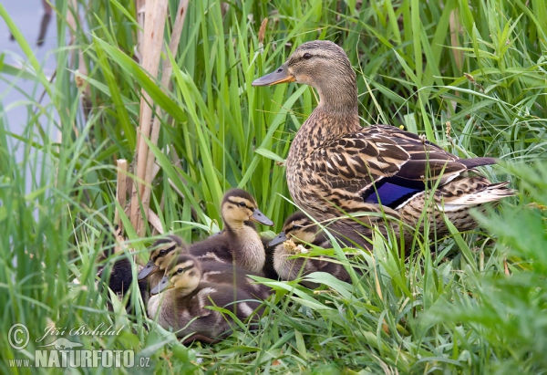 Mallard (Anas platyrhynchos)