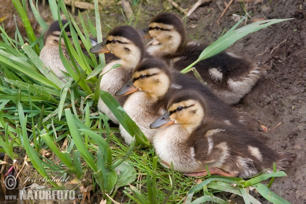 Mallard (Anas platyrhynchos)