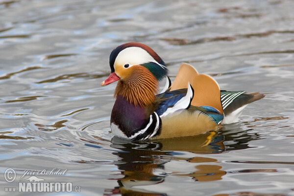 Mandarin Duck (Aix galericulata)