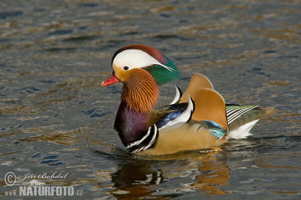 Mandarin Duck (Aix galericulata)