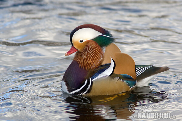 Mandarin Duck (Aix galericulata)