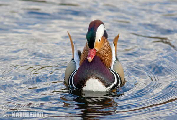 Mandarin Duck (Aix galericulata)