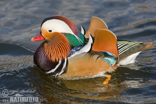 Mandarin Duck (Aix galericulata)