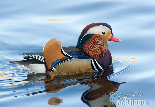 Mandarin Duck (Aix galericulata)