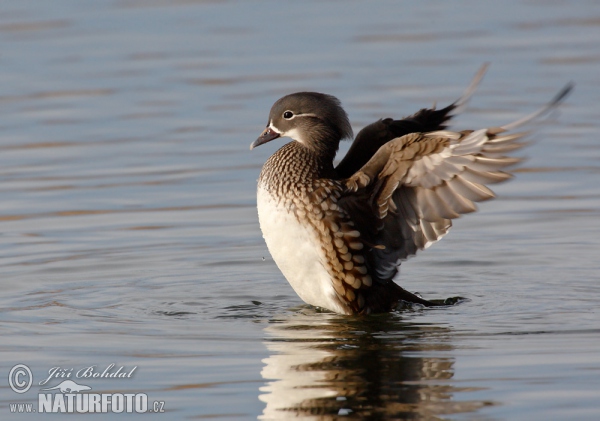 Mandarin Duck (Aix galericulata)