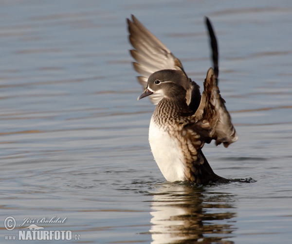 Mandarin Duck (Aix galericulata)