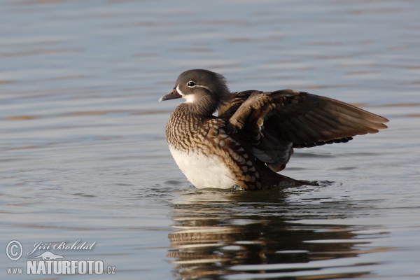 Mandarin Duck (Aix galericulata)