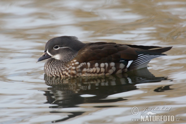 Mandarin Duck (Aix galericulata)