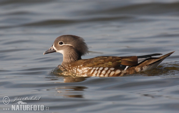 Mandarin Duck (Aix galericulata)