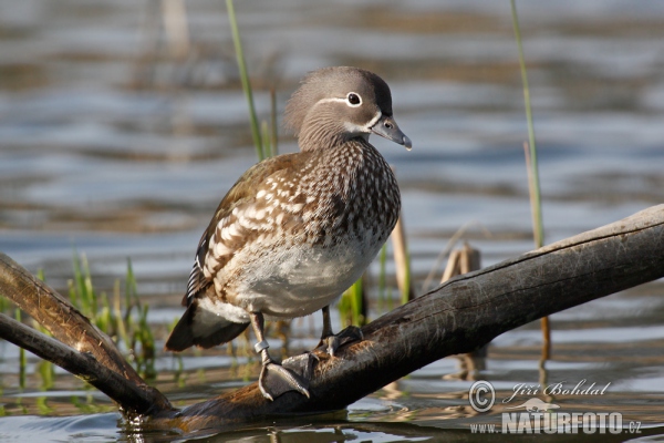 Mandarin Duck (Aix galericulata)