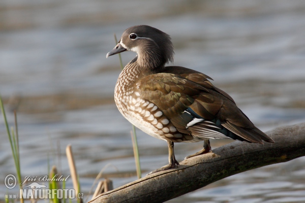 Mandarin Duck (Aix galericulata)