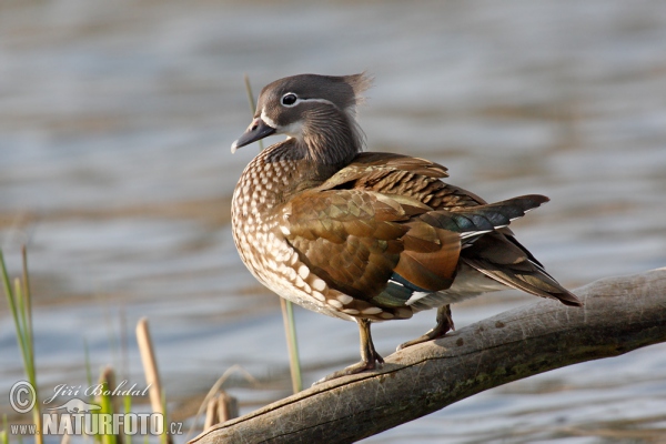 Mandarin Duck (Aix galericulata)