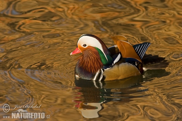 Mandarin Duck (Aix galericulata)