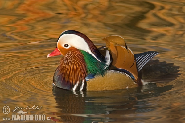 Mandarin Duck (Aix galericulata)