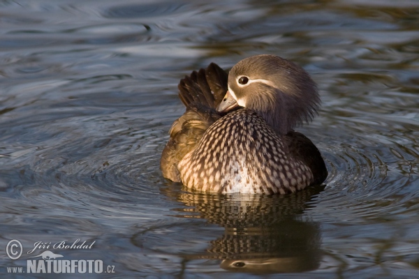 Mandarin Duck (Aix galericulata)