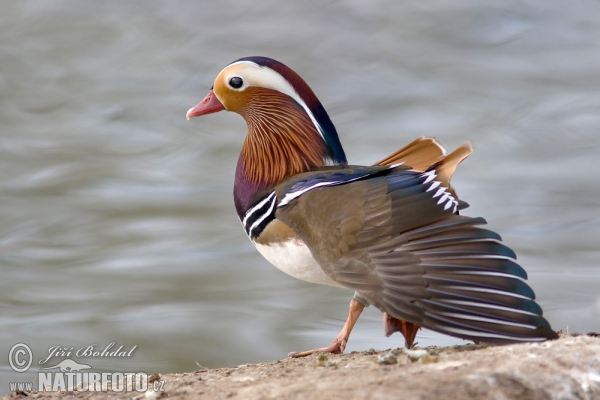 Mandarin Duck (Aix galericulata)