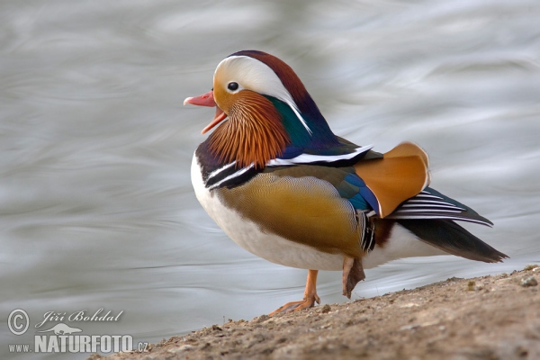 Mandarin Duck (Aix galericulata)