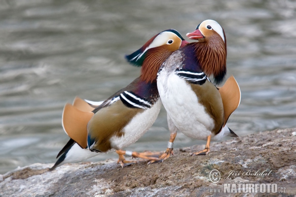 Mandarin Duck (Aix galericulata)