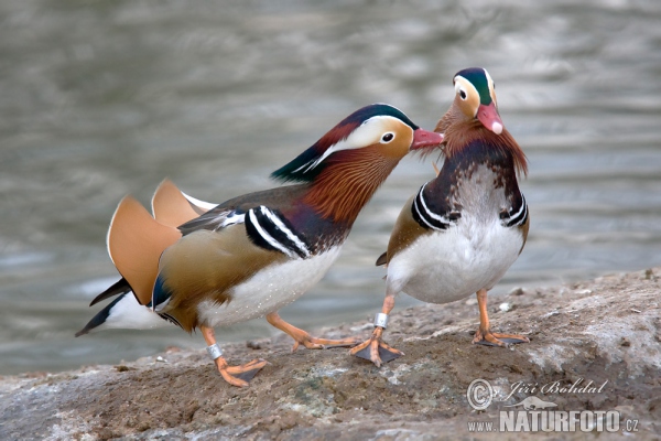 Mandarin Duck (Aix galericulata)