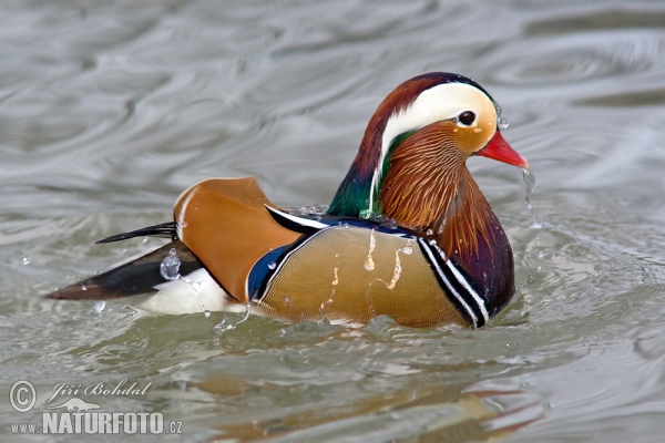 Mandarin Duck (Aix galericulata)