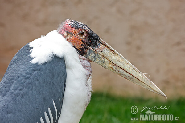 Marabu