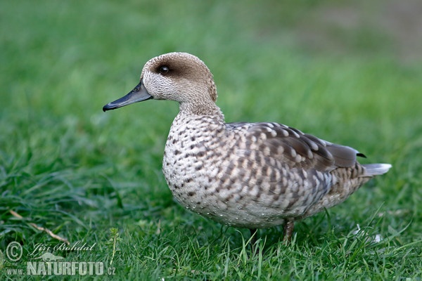 Marbled Duck (Anas angustirostris)