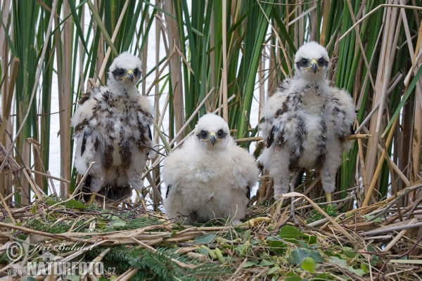 Marsh Harrier (Circus aeruginosus)