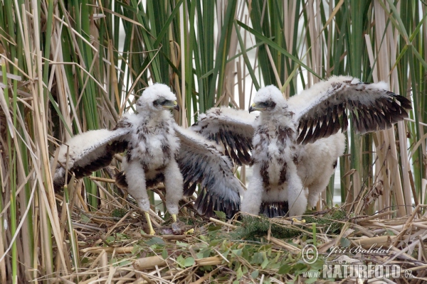 Marsh Harrier (Circus aeruginosus)