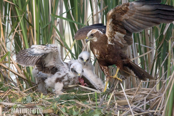 Marsh Harrier (Circus aeruginosus)