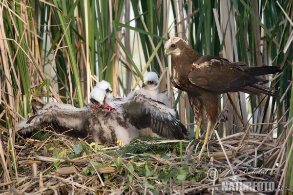 Marsh Harrier (Circus aeruginosus)