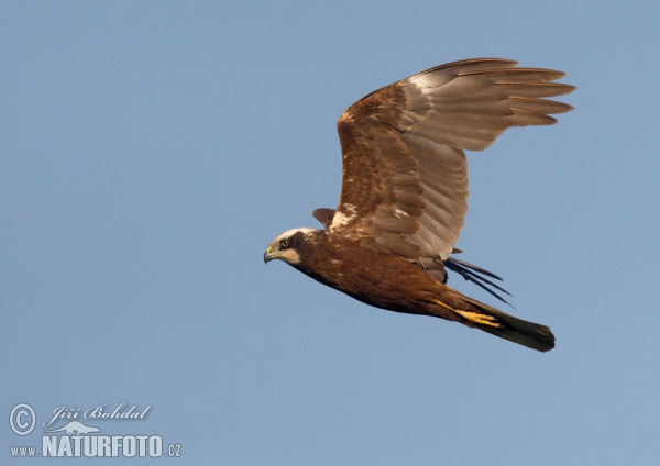 Marsh Harrier (Circus aeruginosus)