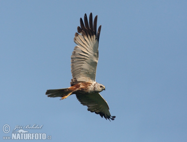 Marsh Harrier (Circus aeruginosus)