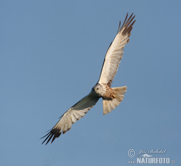 Marsh Harrier (Circus aeruginosus)