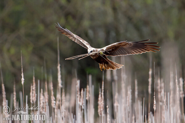 Marsh Harrier (Circus aeruginosus)