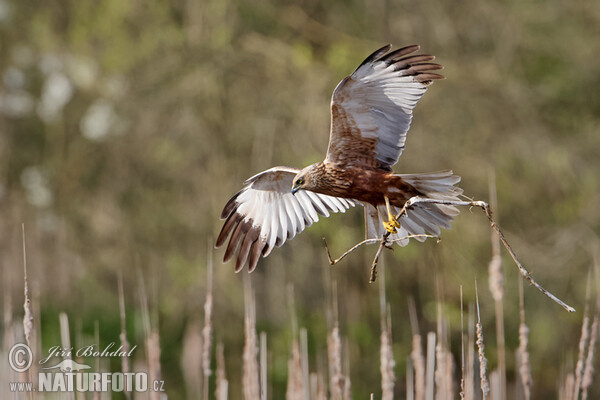 Marsh Harrier (Circus aeruginosus)