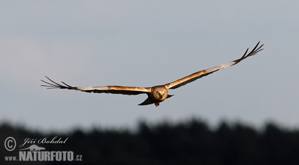 Marsh Harrier (Circus aeruginosus)