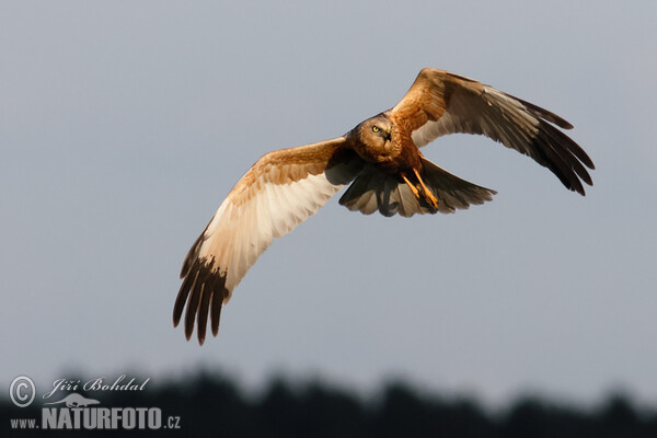 Marsh Harrier (Circus aeruginosus)