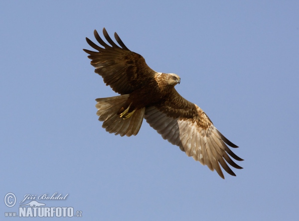 Marsh Harrier (Circus aeruginosus)