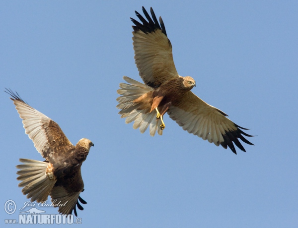 Marsh Harrier (Circus aeruginosus)