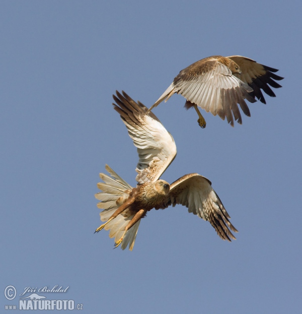 Marsh Harrier (Circus aeruginosus)