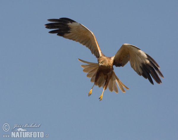 Marsh Harrier (Circus aeruginosus)