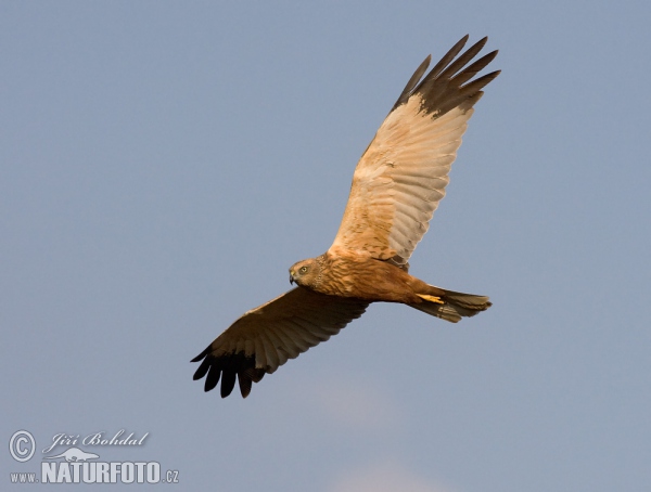 Marsh Harrier (Circus aeruginosus)