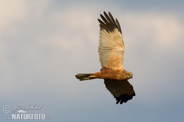 Marsh Harrier (Circus aeruginosus)