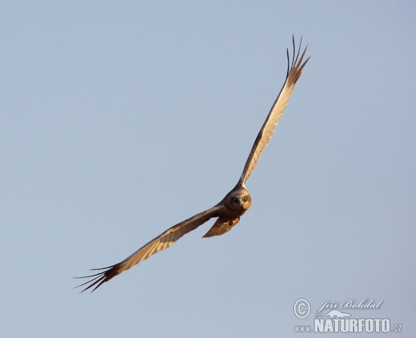 Marsh Harrier (Circus aeruginosus)