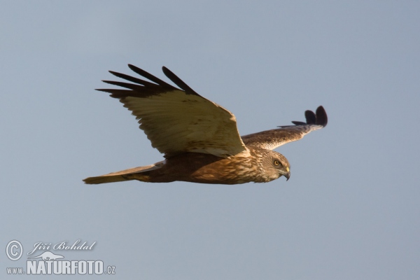 Marsh Harrier (Circus aeruginosus)