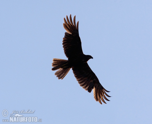 Marsh Harrier (Circus aeruginosus)