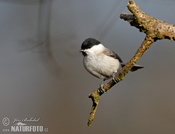 Marsh Tit (Parus palustris)