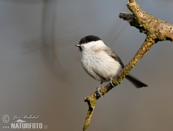 Marsh Tit (Parus palustris)