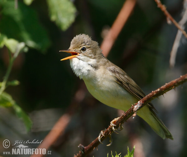 Marsh Warbler (Acrocephalus palustris)