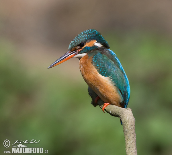 Martin-pêcheur d'Europe